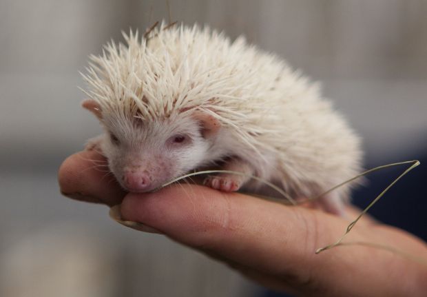 Animal shots of the week